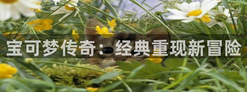 杏耀官网注册平台登录：宝可梦传奇：经典重现新冒险